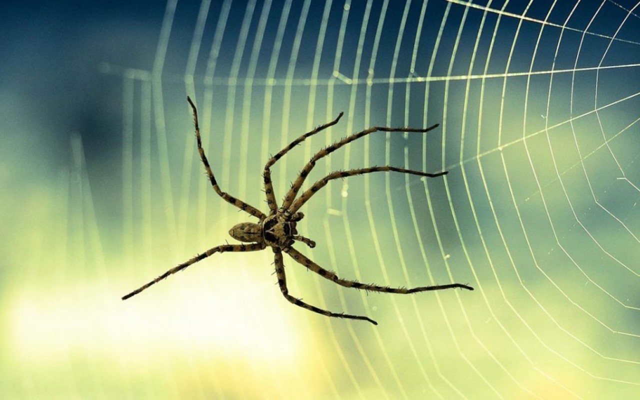 Örümcek İlaçlama