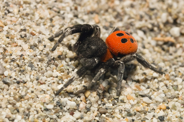 Örümcek İlaçlama