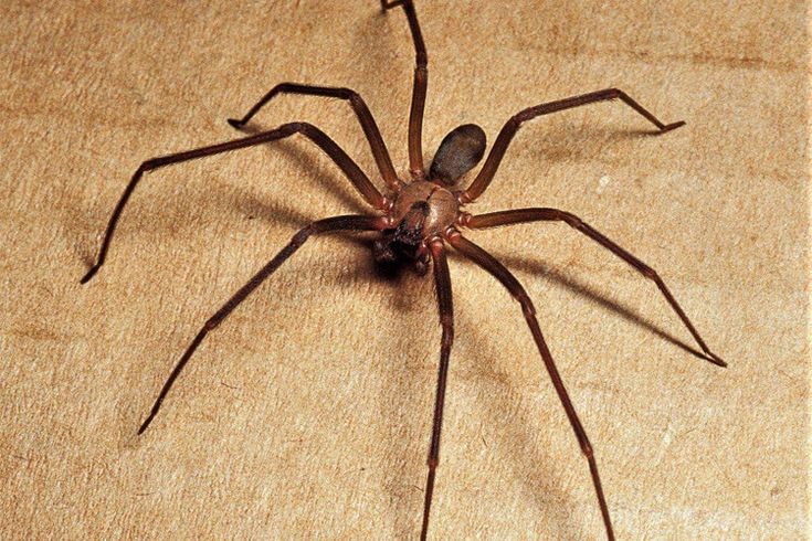 Örümcek İlaçlama Yöntemleri