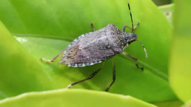 Uçan Haşere İlaçlama